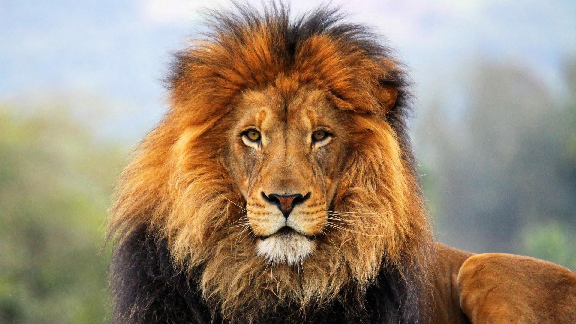 lion